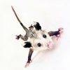 ossumopossum